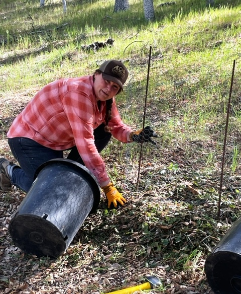 Amber weeding and mulching an oak seedling!